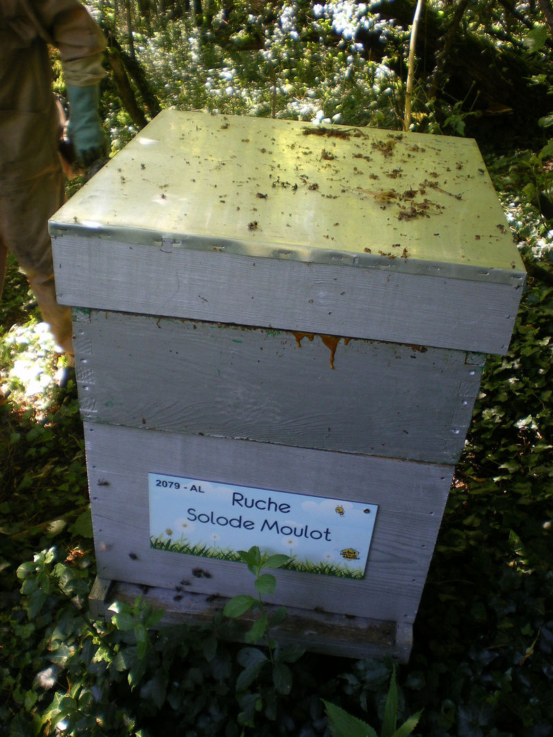 La ruche Solode Moulot